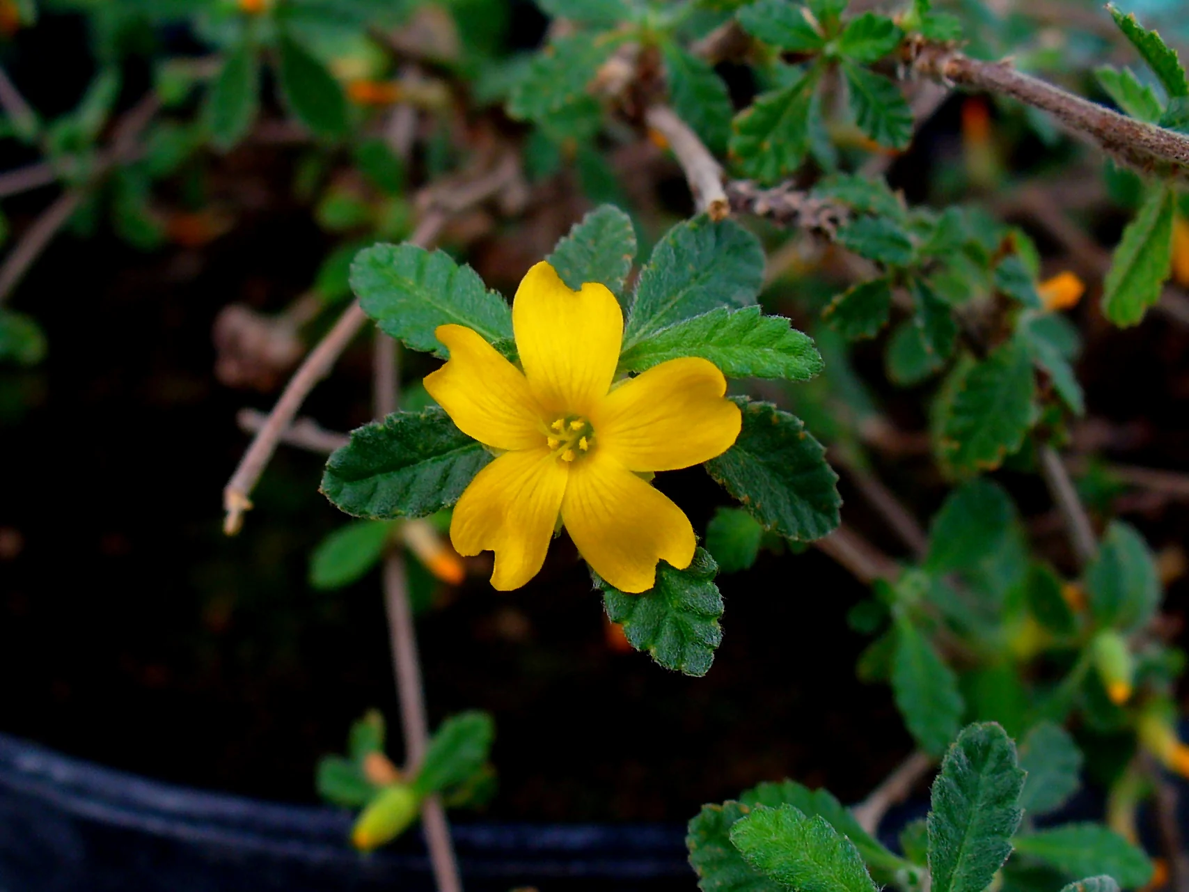 Leaves and a yellow flower of a Damiana plant